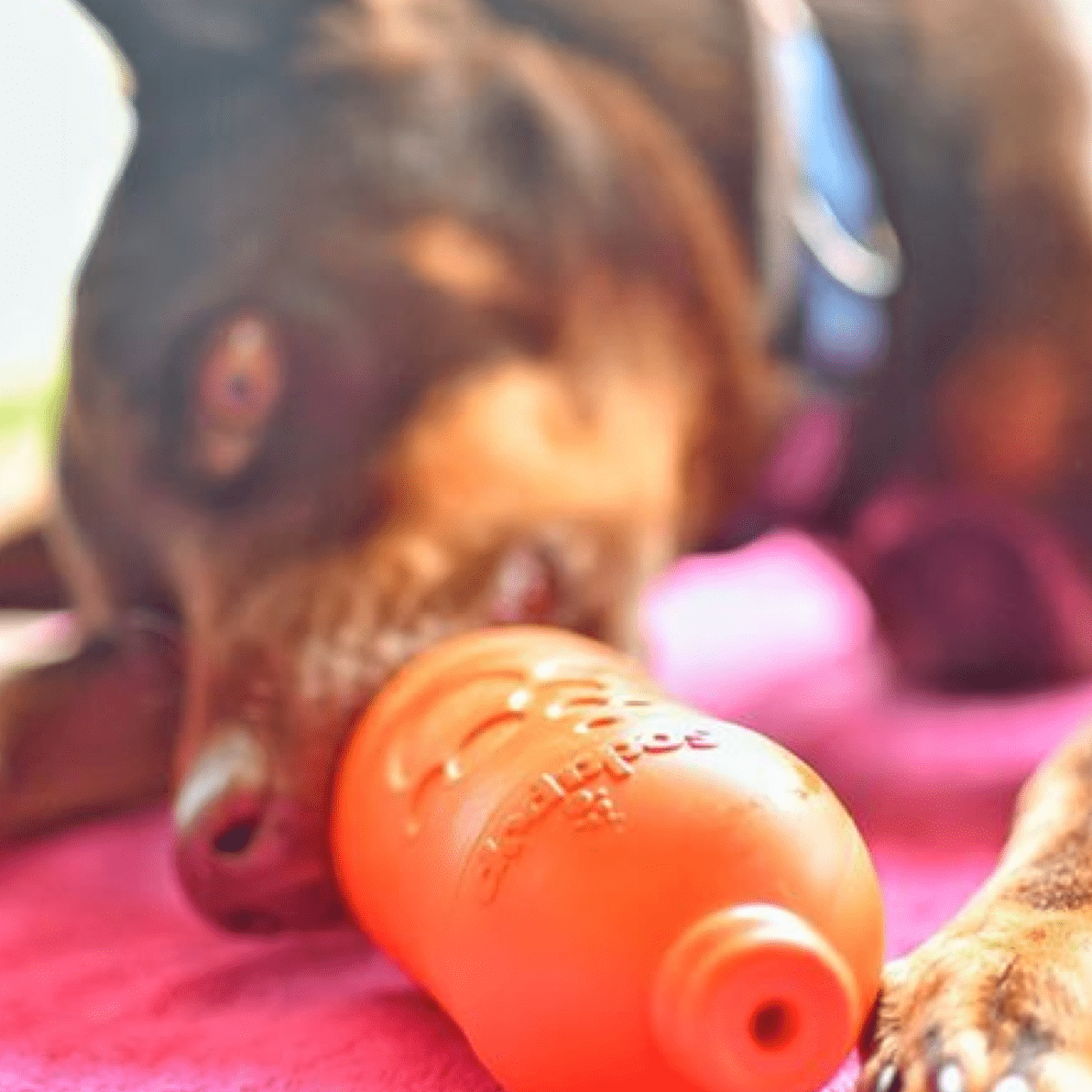 Raw Combo!-Rover Pet Products