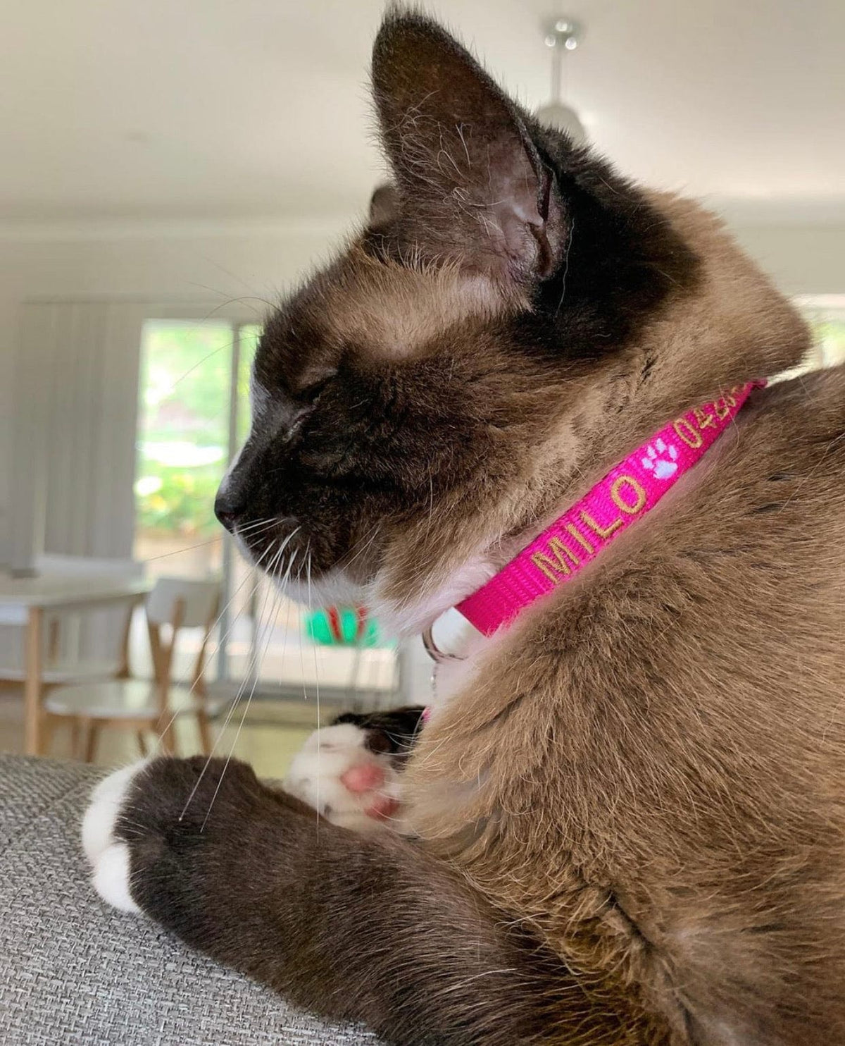 Cat Collars-Unclassified-Rover Pet Products
