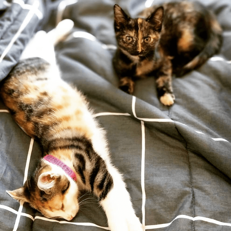 Cat Collars-Unclassified-Rover Pet Products