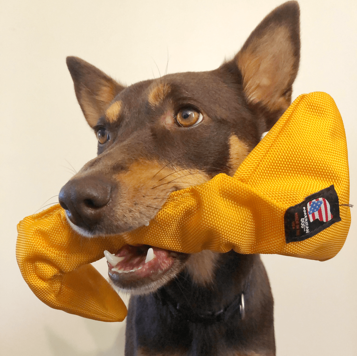 Bungee Bone-Rover Pet Products