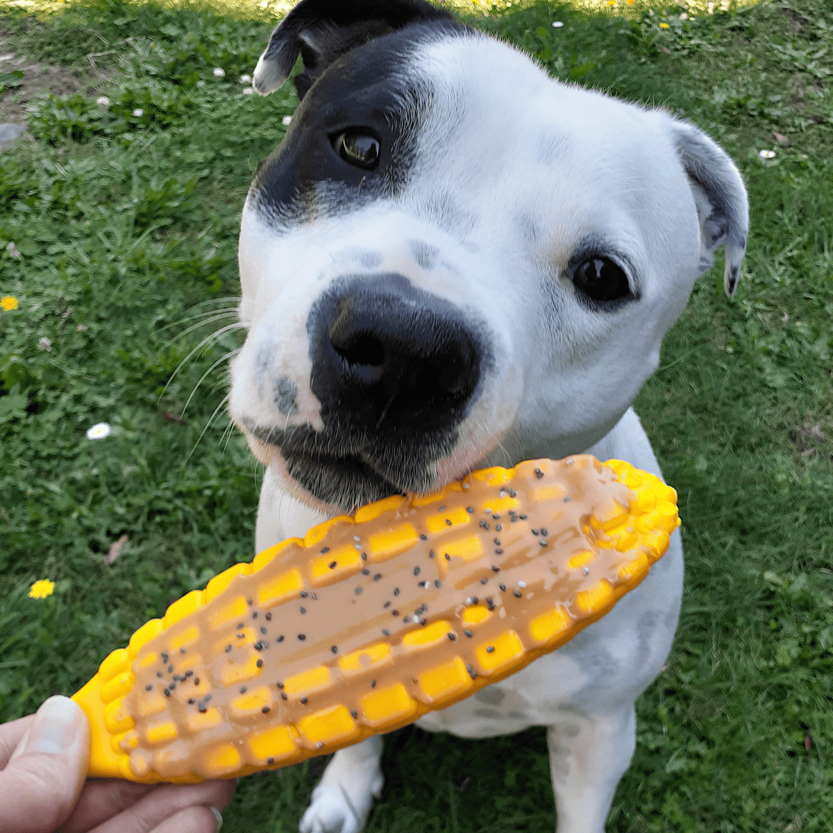 Nylon Corn On The Cob-Chew Toy-Rover Pet Products
