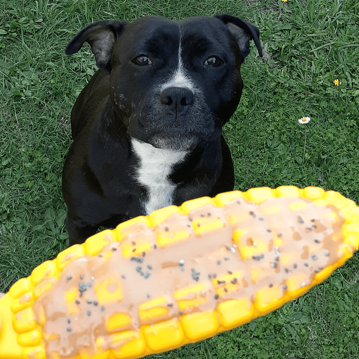 Nylon Corn On The Cob-Chew Toy-Rover Pet Products