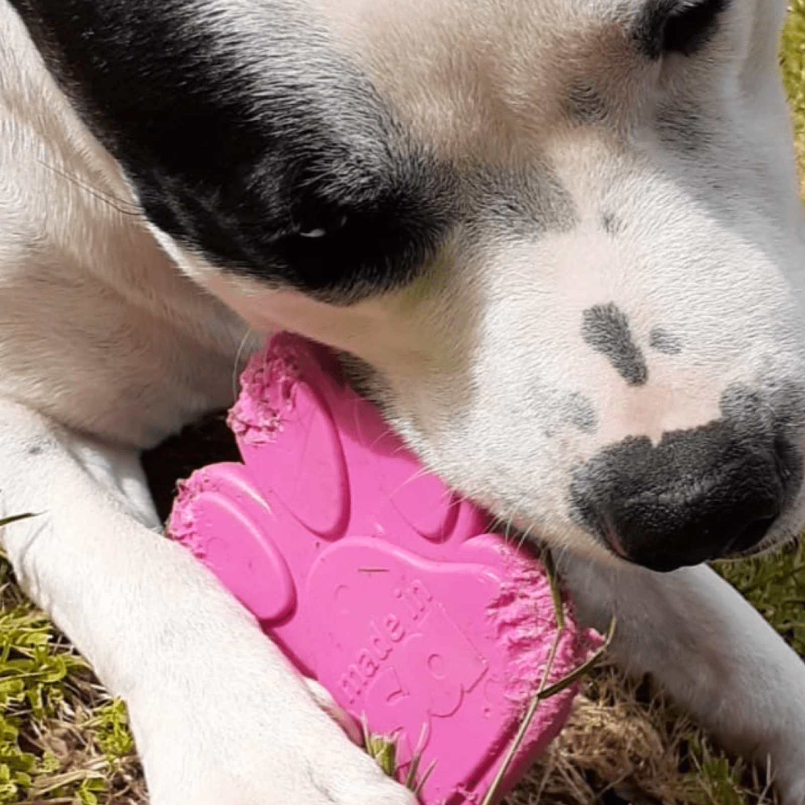 Nylon Paw (Power Chewers)-Chew Toy-Rover Pet Products