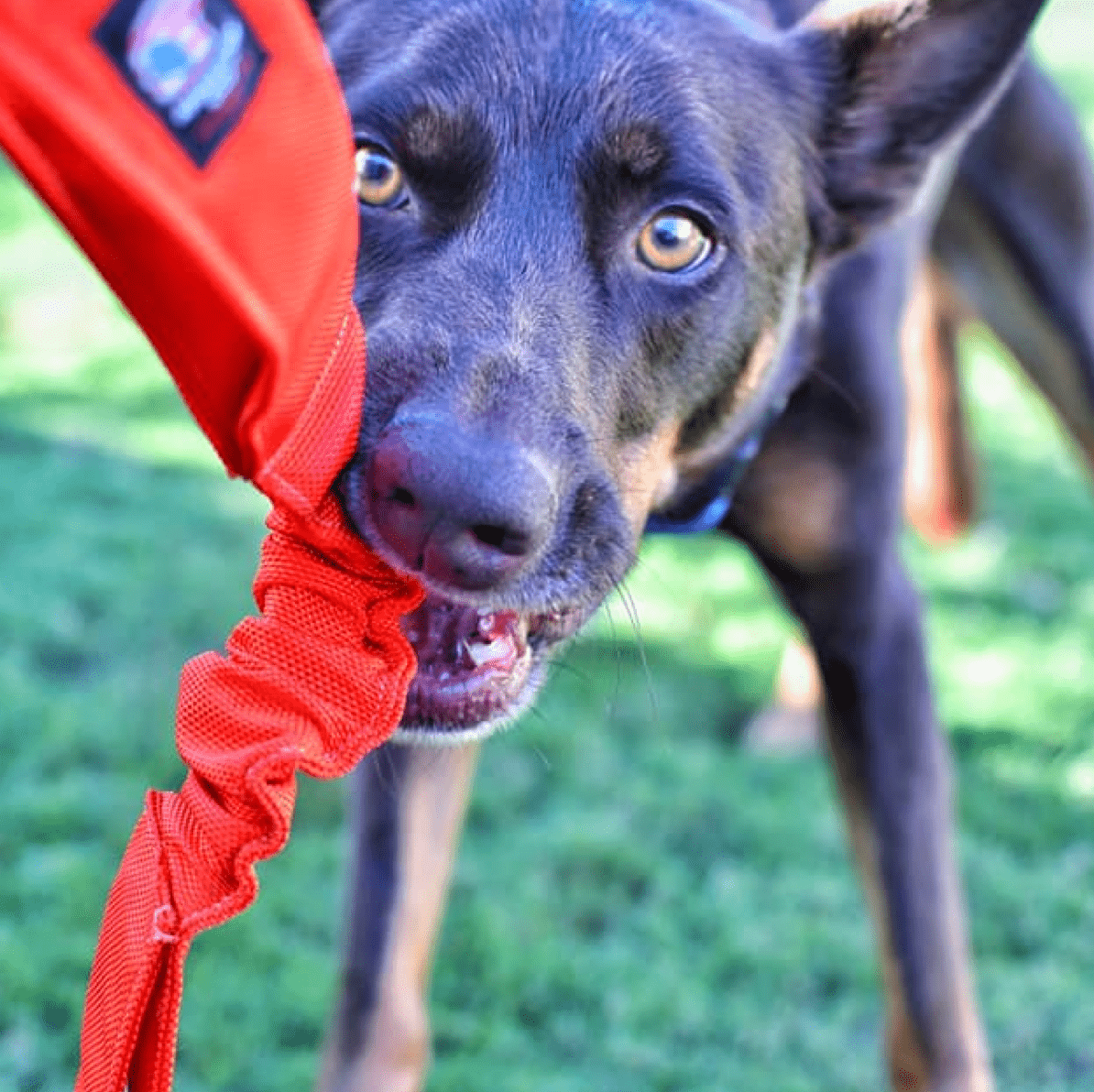 Double Bungee Tug-Rover Pet Products