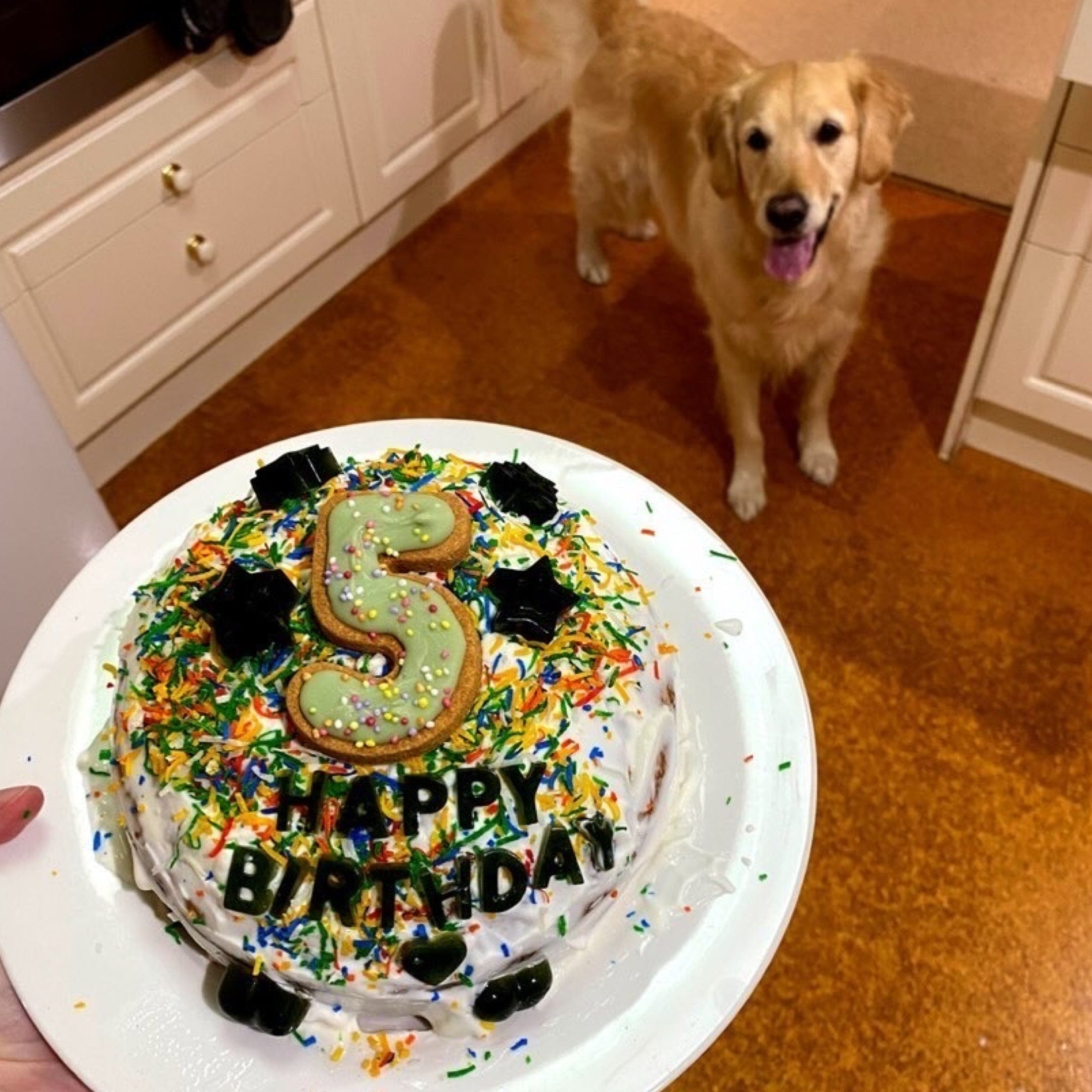 Pawty Cake-Rover Pet Products