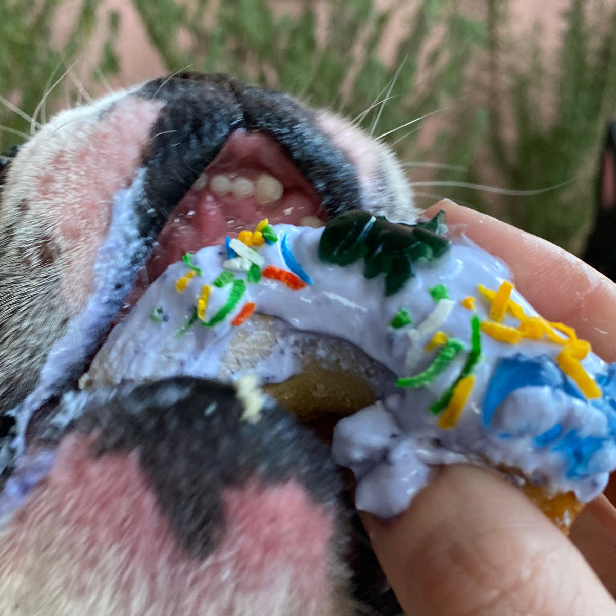 Pawty Cake-Rover Pet Products