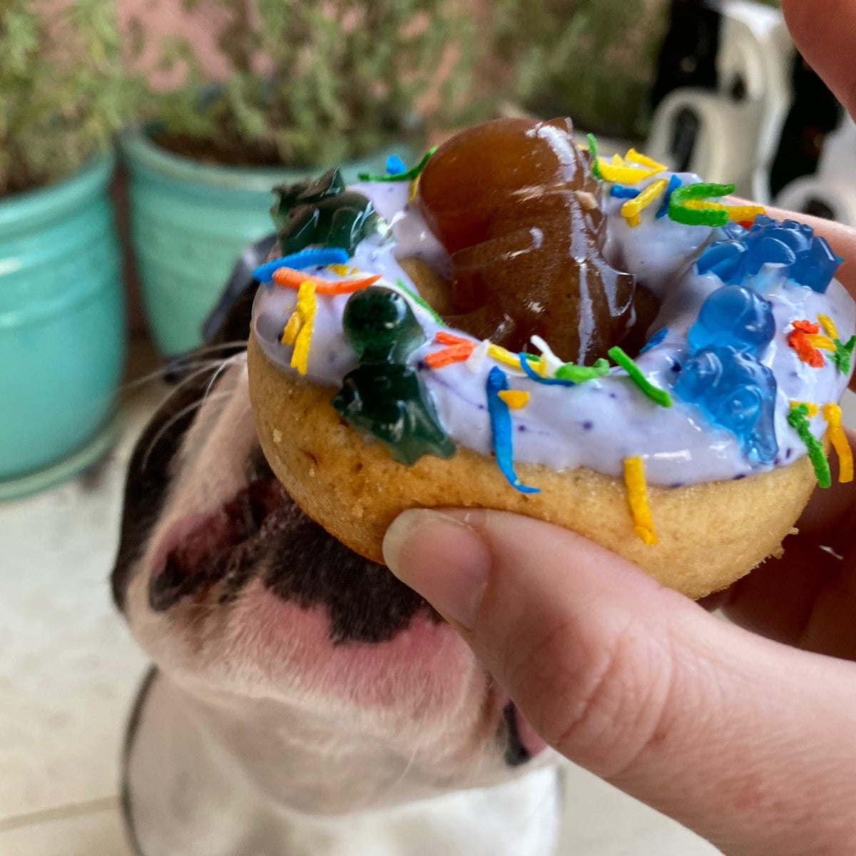 Pawty Cake-Rover Pet Products