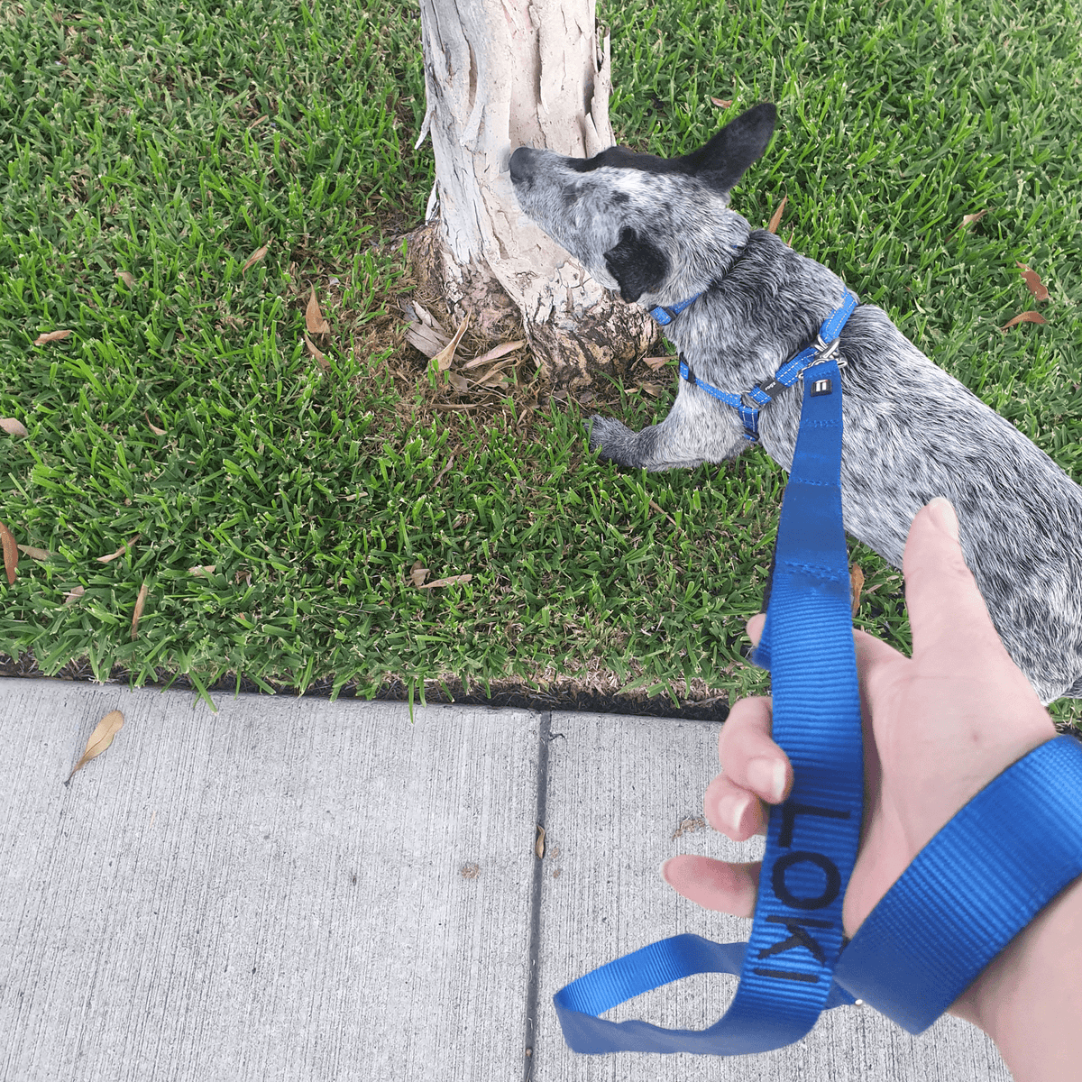 Leads-Dog Collar-Rover Pet Products