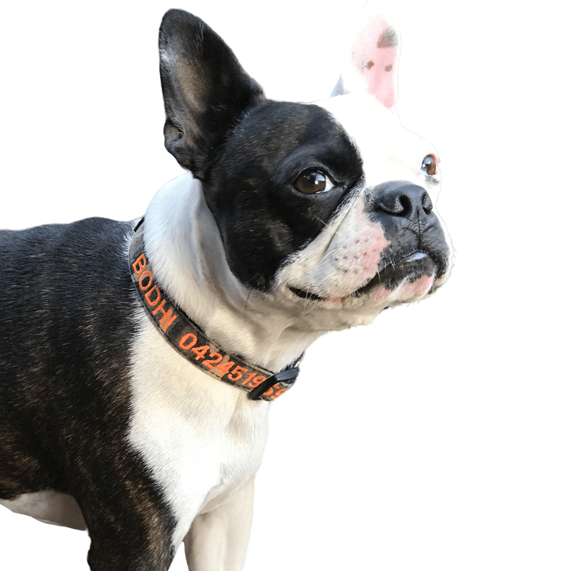 Camouflage-Dog Collar-Rover Pet Products