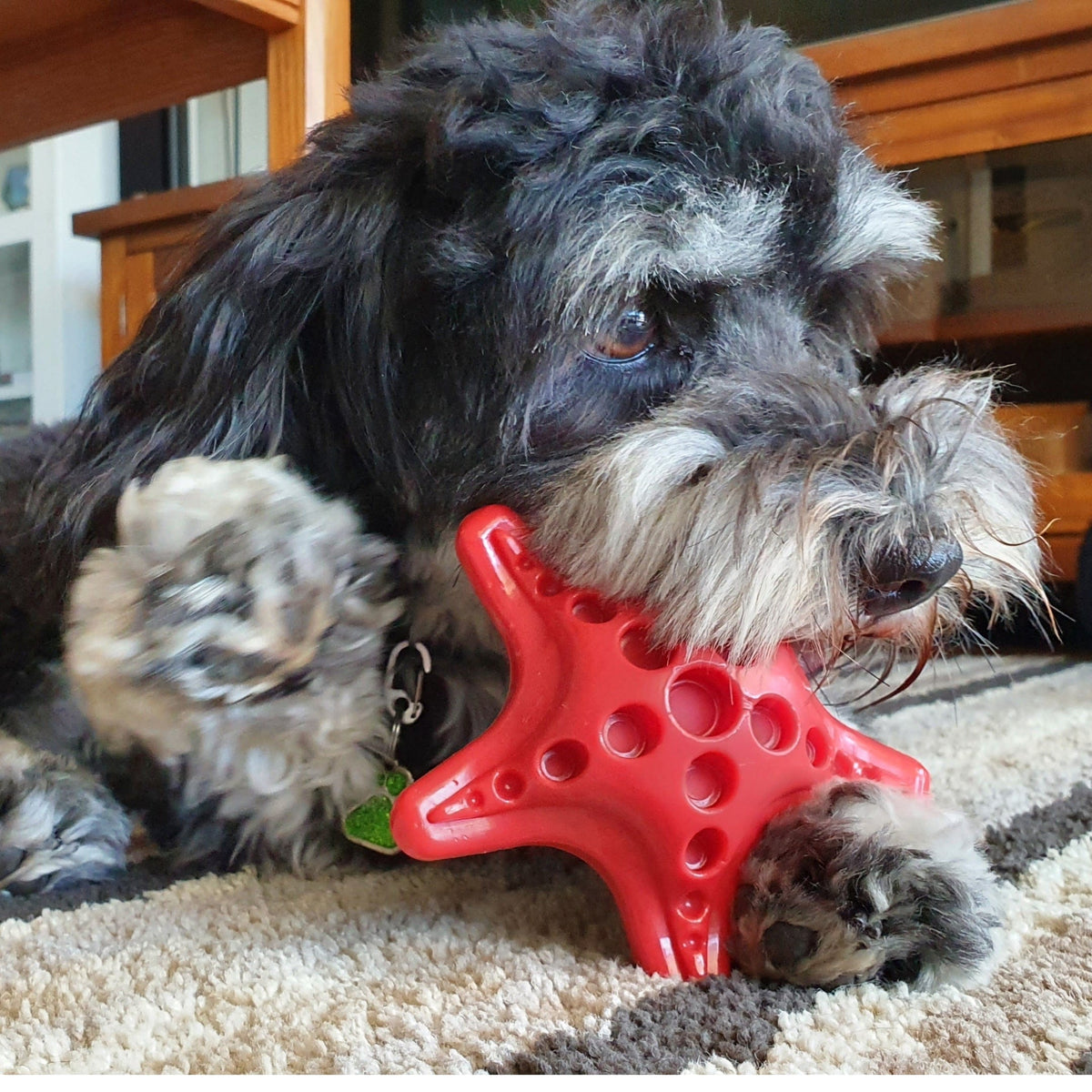 Nylon Starfish-Dog Toy-Rover Pet Products