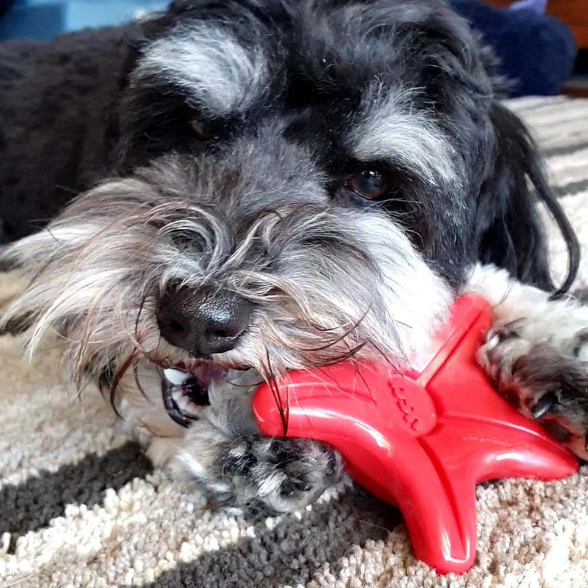 Nylon Starfish-Dog Toy-Rover Pet Products
