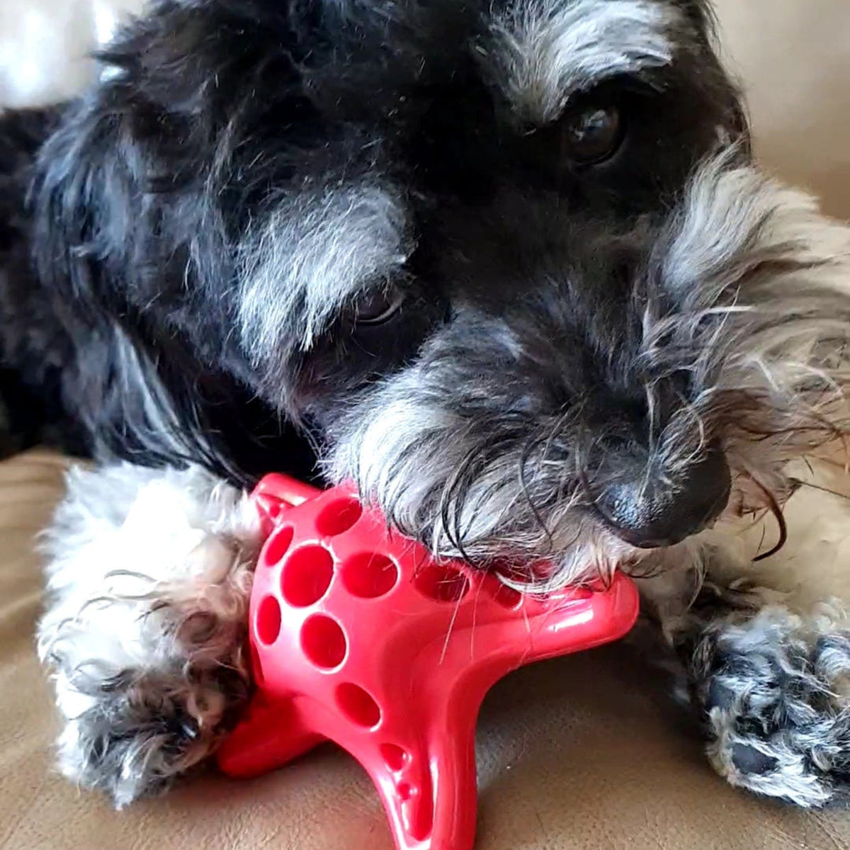 Nylon Starfish-Dog Toy-Rover Pet Products