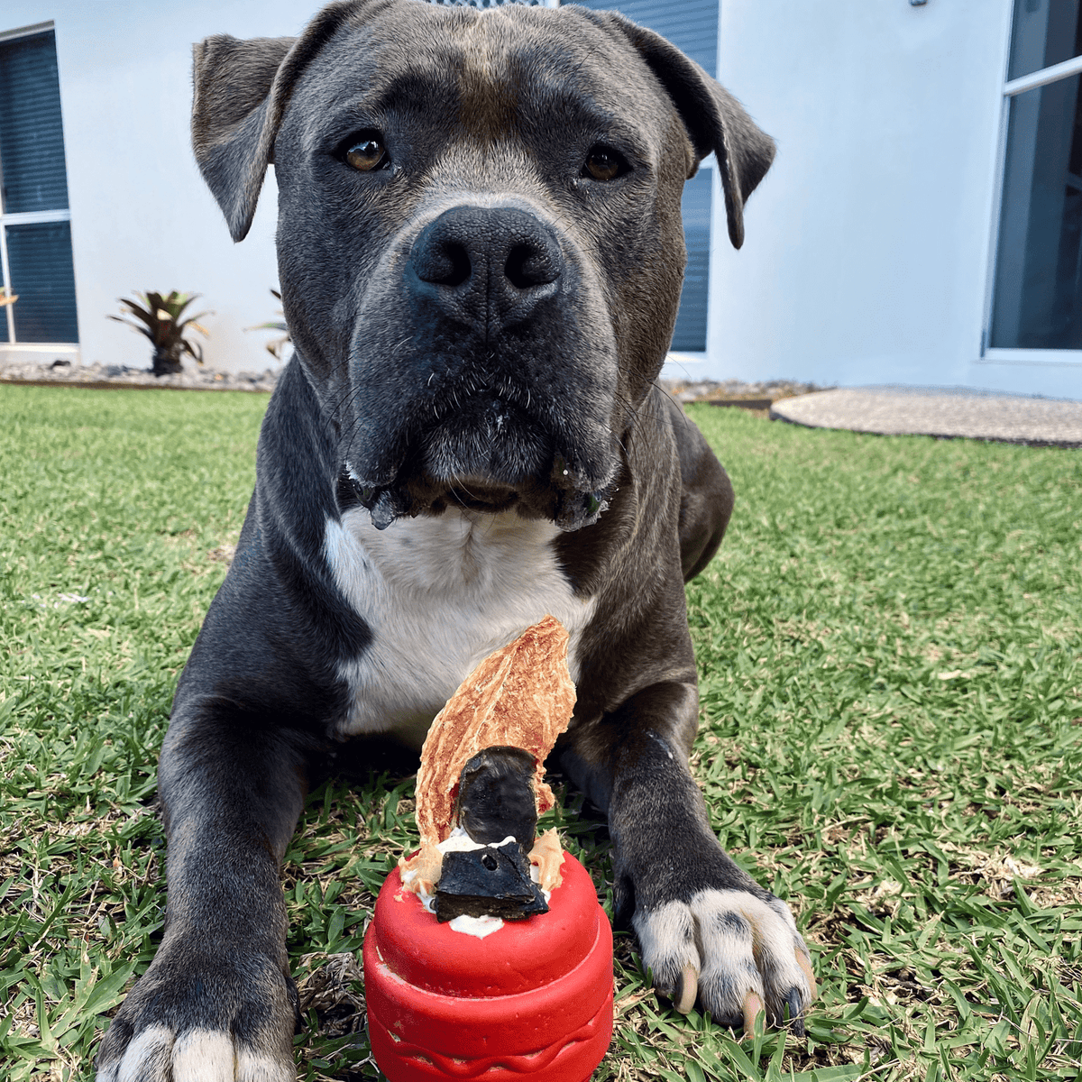 Cheeseburger - BROWN-Dog Toy-Rover Pet Products