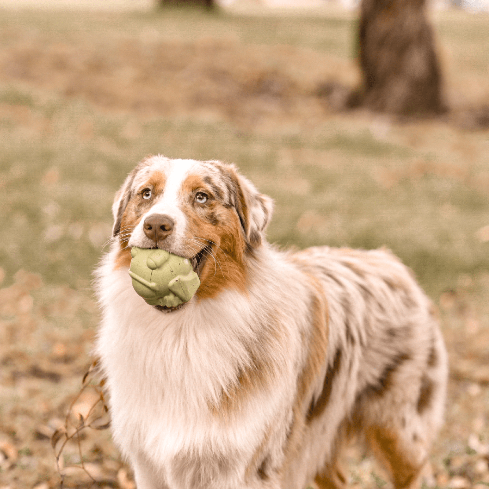 Bullfrog-Dog Toy-Rover Pet Products