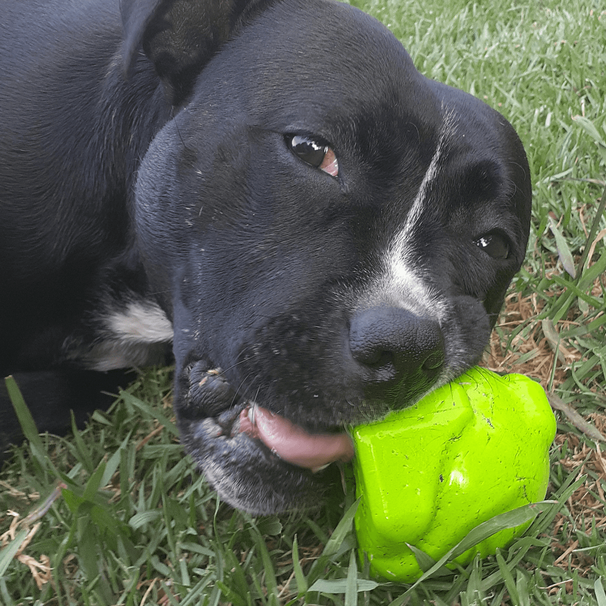 Bullfrog-Dog Toy-Rover Pet Products