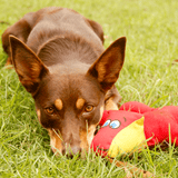 Diggity Dog-Unclassified-Rover Pet Products