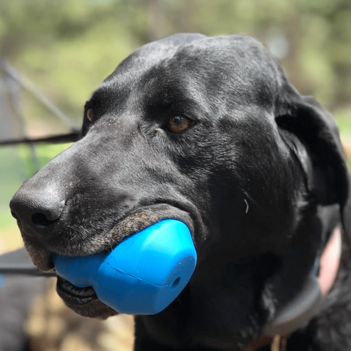 Double Trouble Chew Toy-Dog Toy-Rover Pet Products
