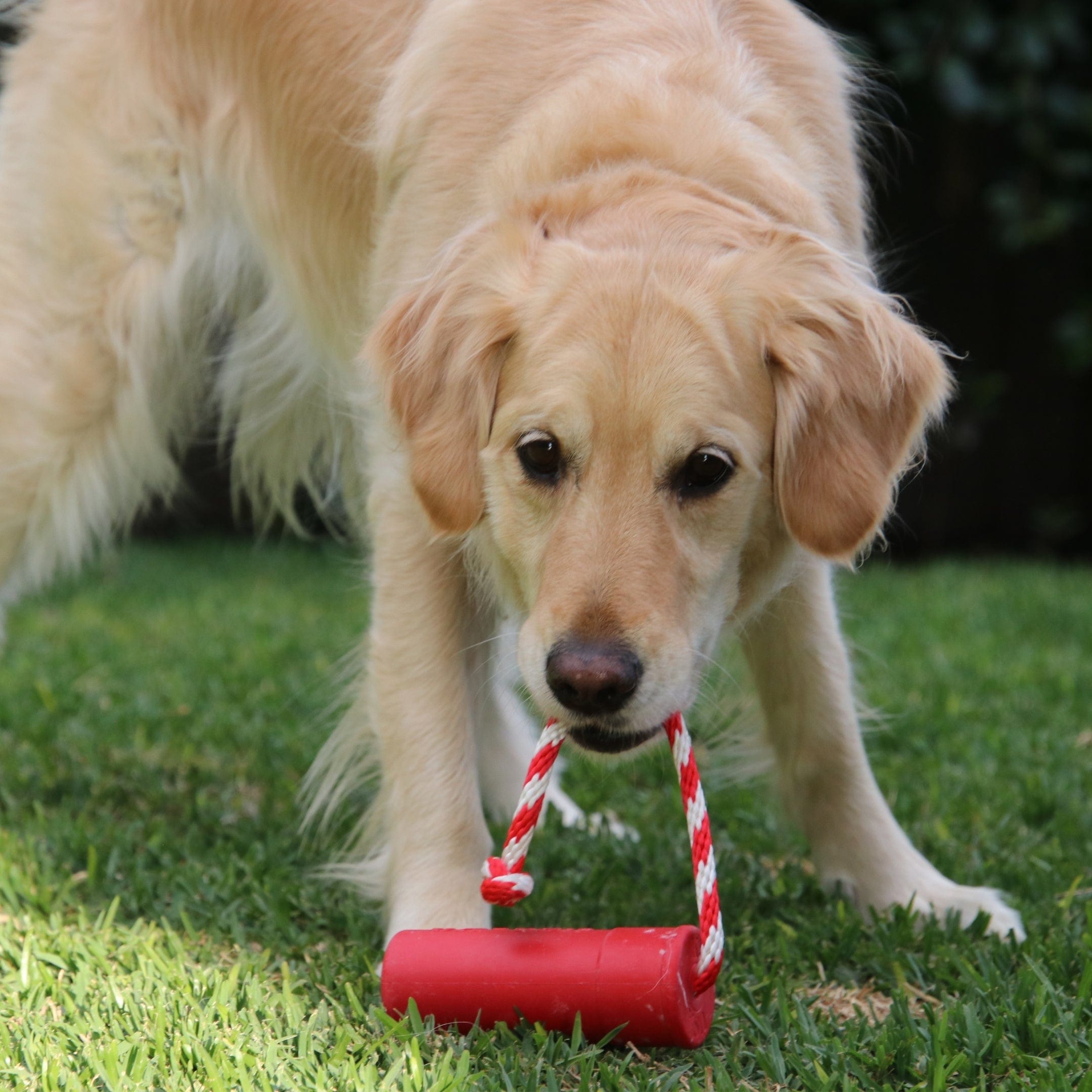 Firecracker Training Dummy-Dog Toy-Rover Pet Products