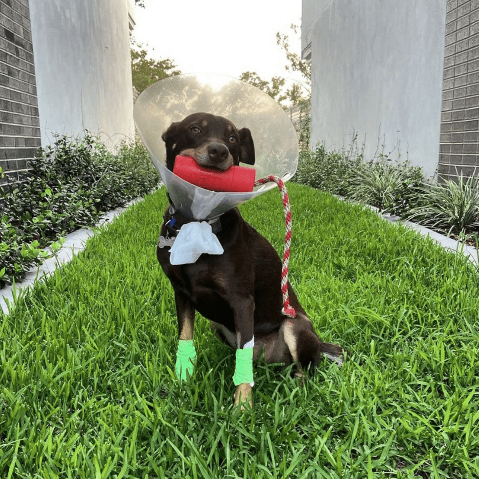Firecracker Training Dummy-Dog Toy-Rover Pet Products