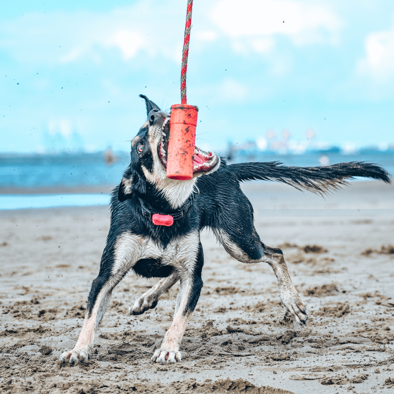 Firecracker Training Dummy-Dog Toy-Rover Pet Products