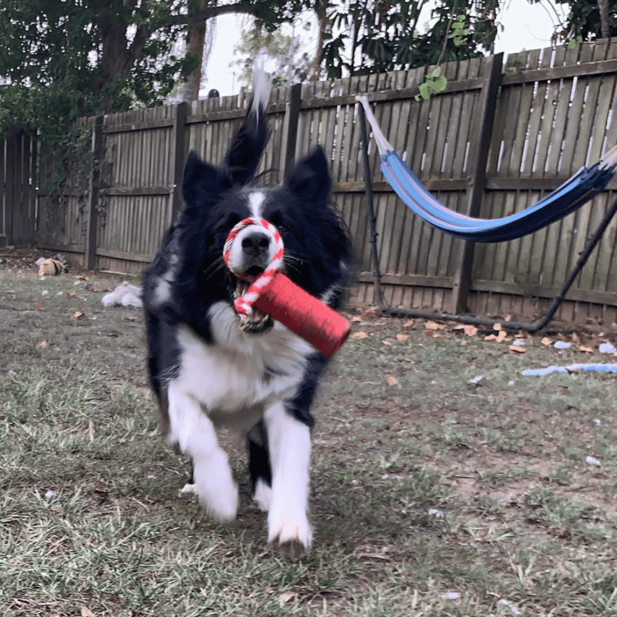 Firecracker Training Dummy-Dog Toy-Rover Pet Products