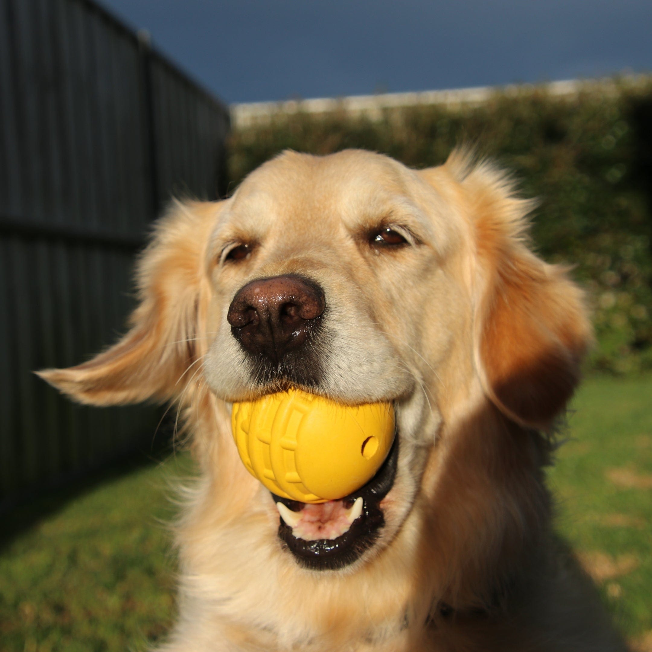 Industrial Dog Ball (Power Chewers)-Unclassified-Rover Pet Products