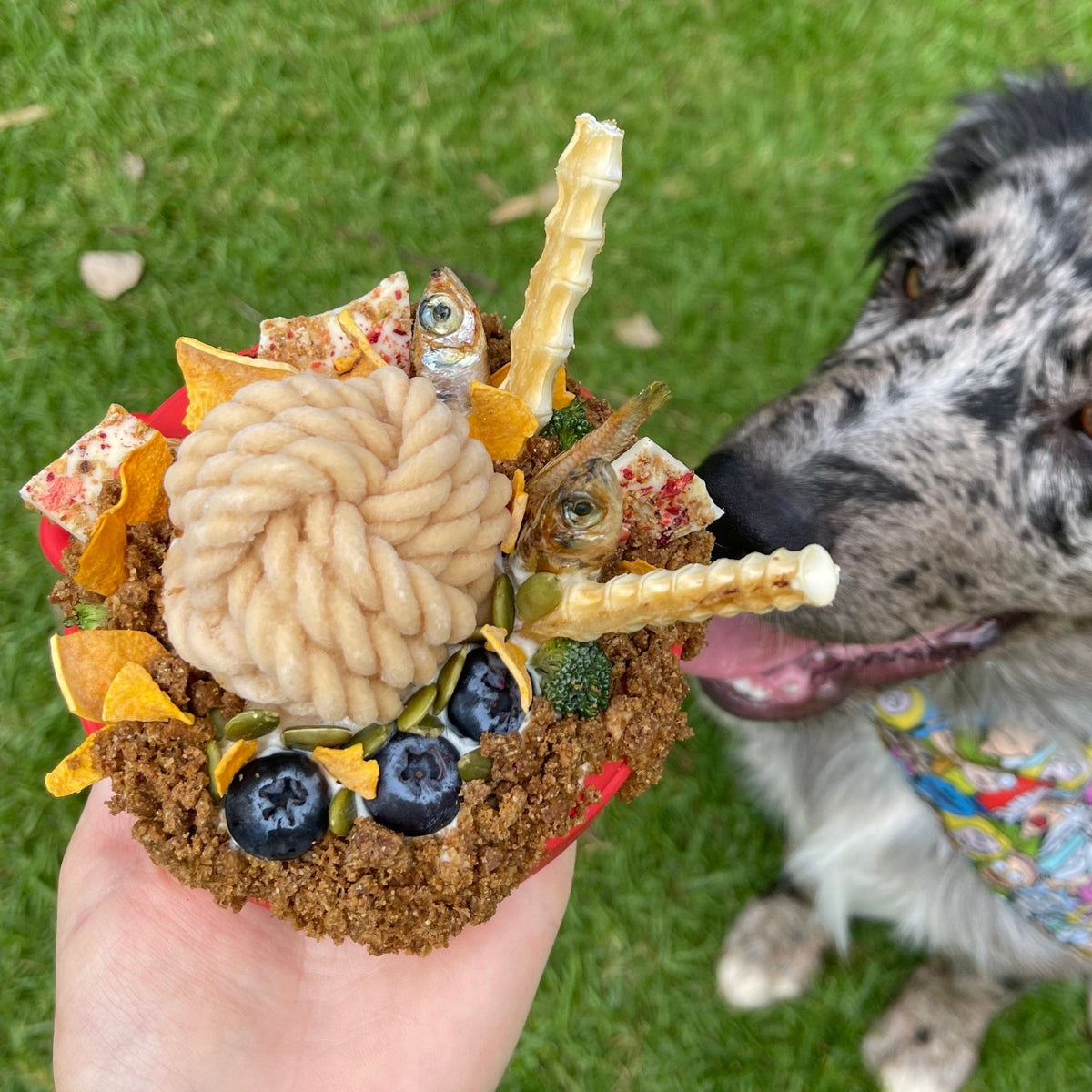 Lifesaver-Dog Toy-Rover Pet Products