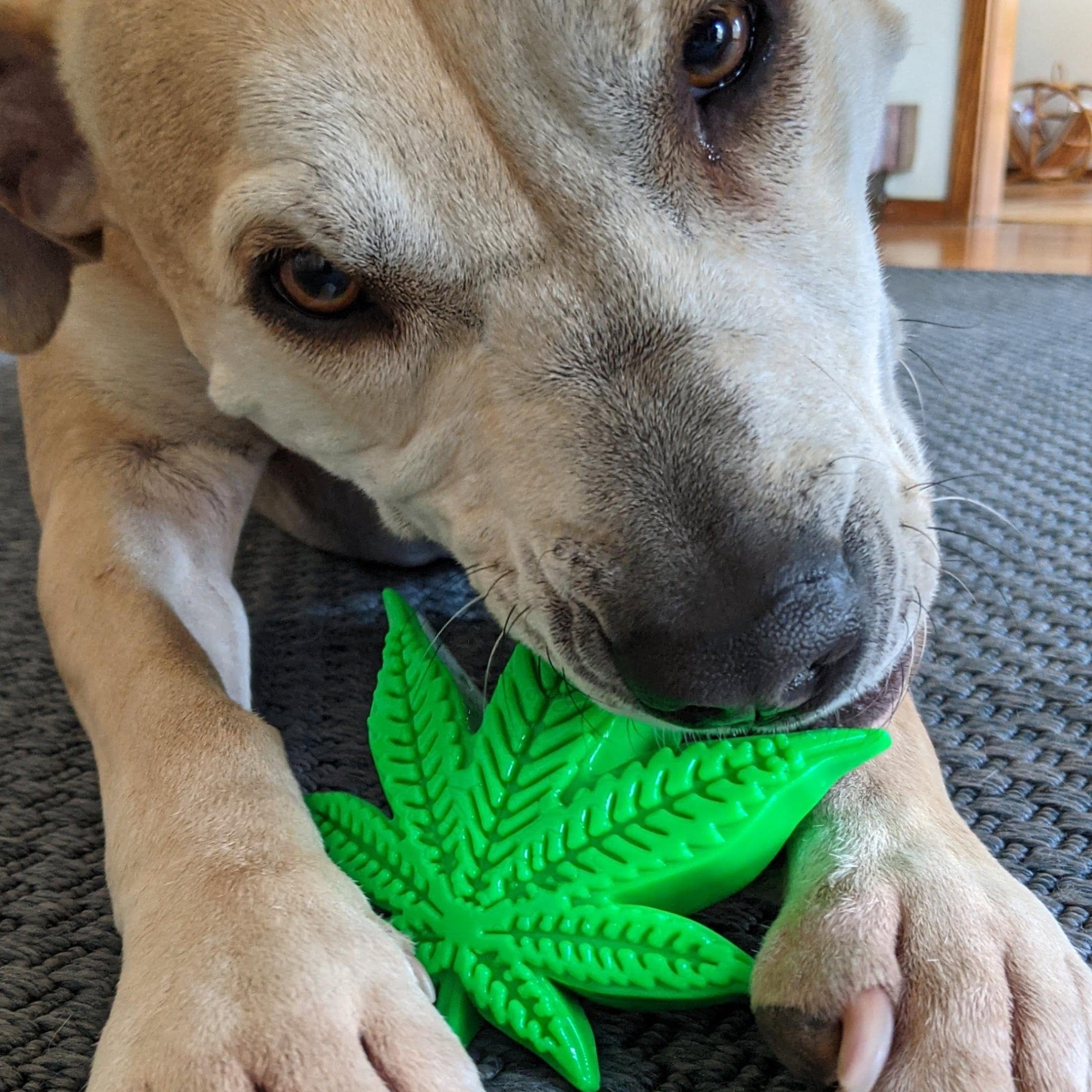 Maple Leaf-Dog Toy-Rover Pet Products