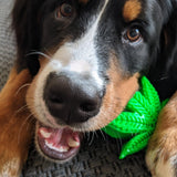 Maple Leaf-Dog Toy-Rover Pet Products