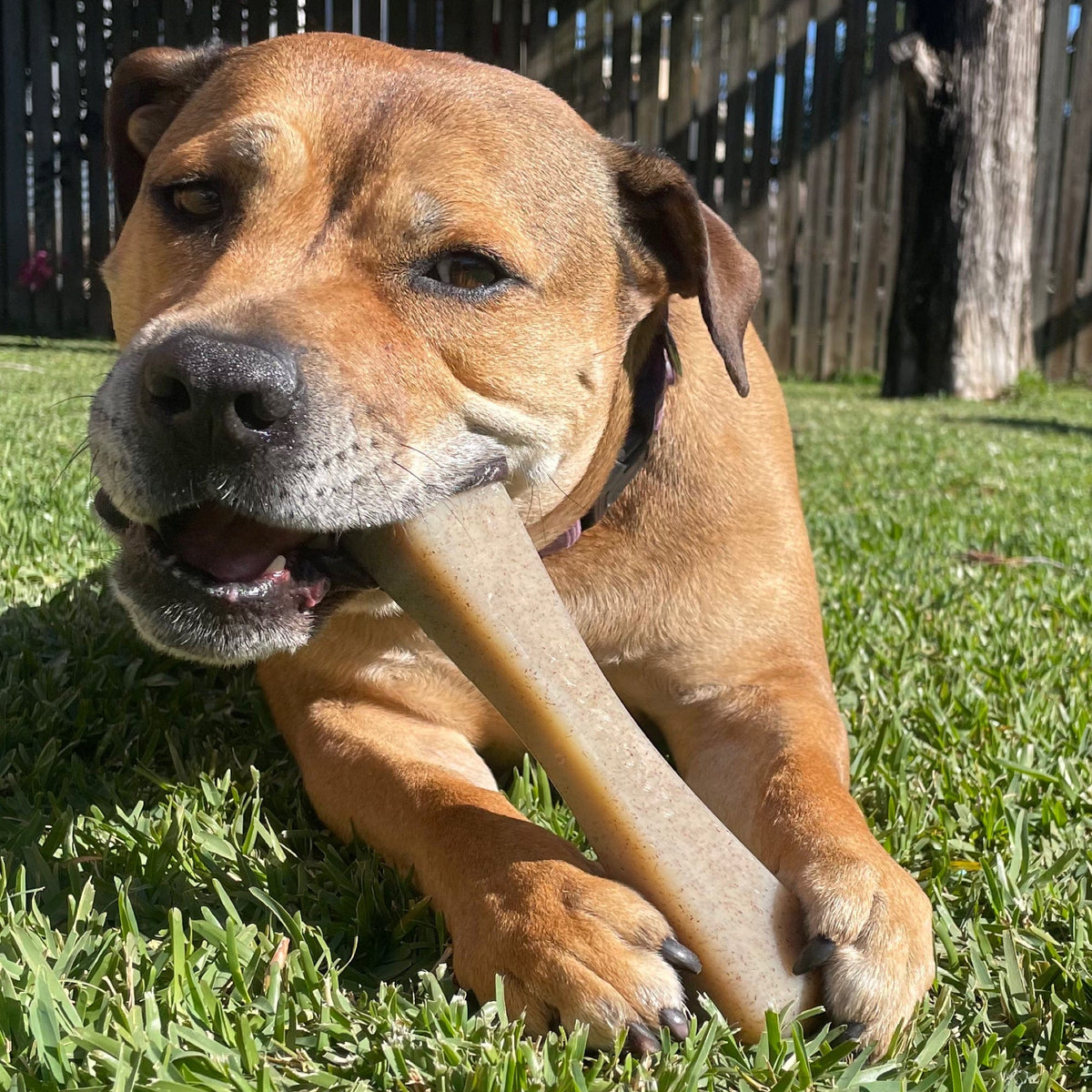 MOD Nylon Bone-Dog Toy-Rover Pet Products