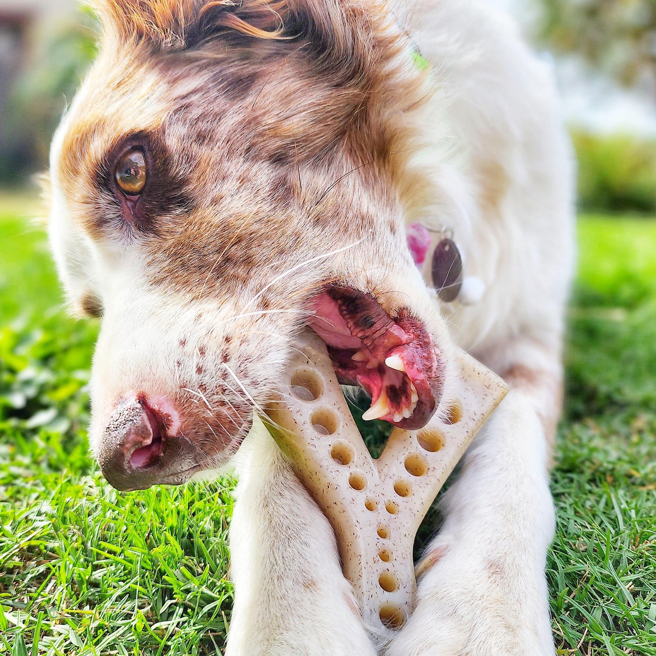 MOD Nylon Wish Bone-Dog Toy-Rover Pet Products