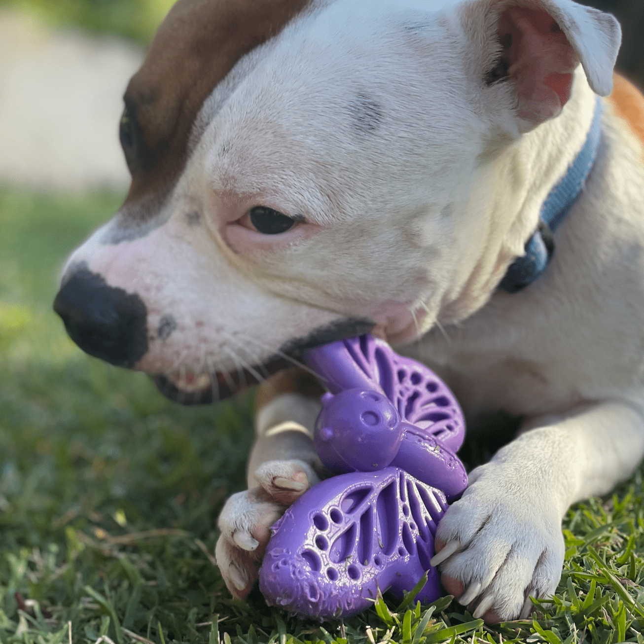 Nylon Butterfly-Unclassified-Rover Pet Products