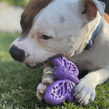 Nylon Butterfly-Unclassified-Rover Pet Products