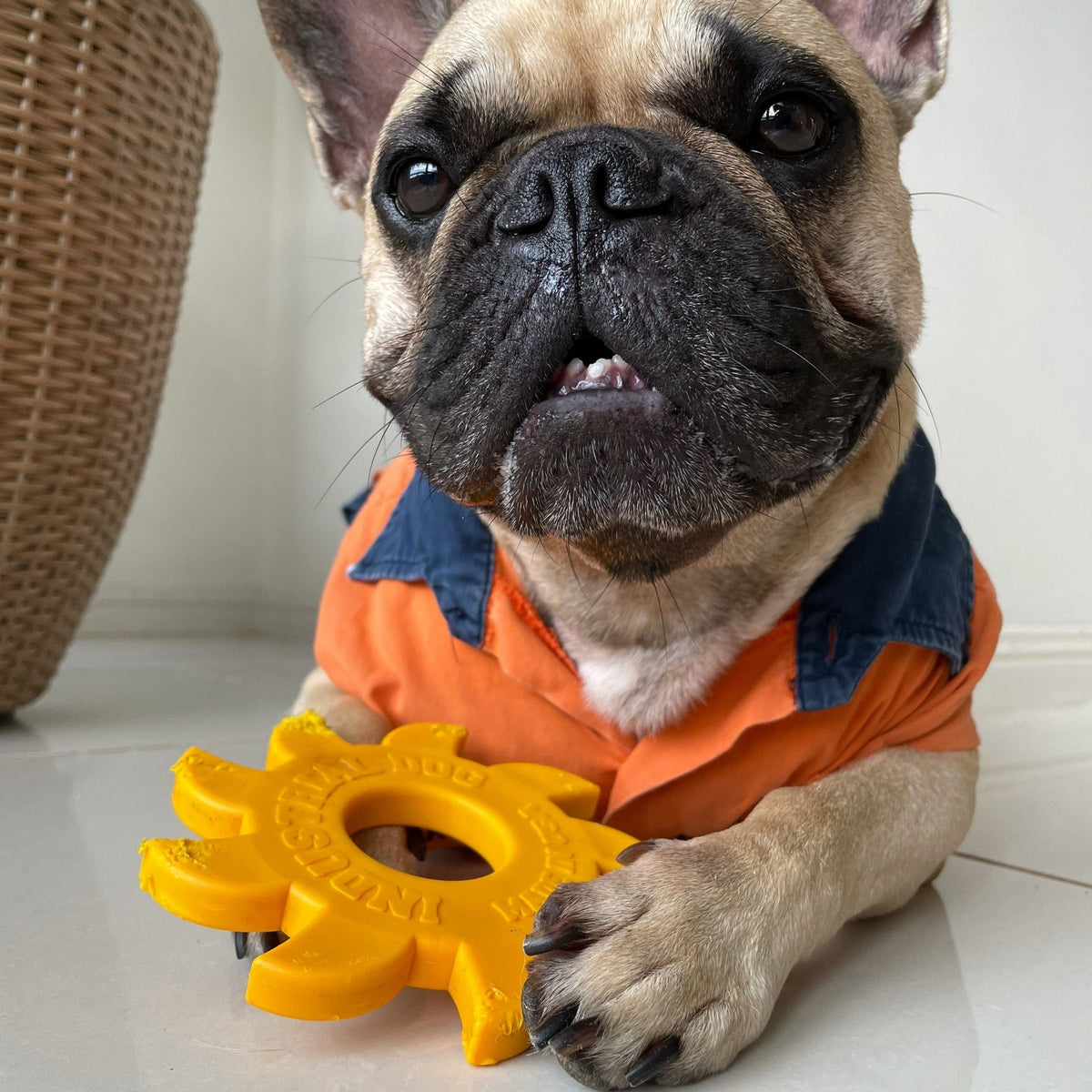 Nylon Circular Saw-Dog Toy-Rover Pet Products