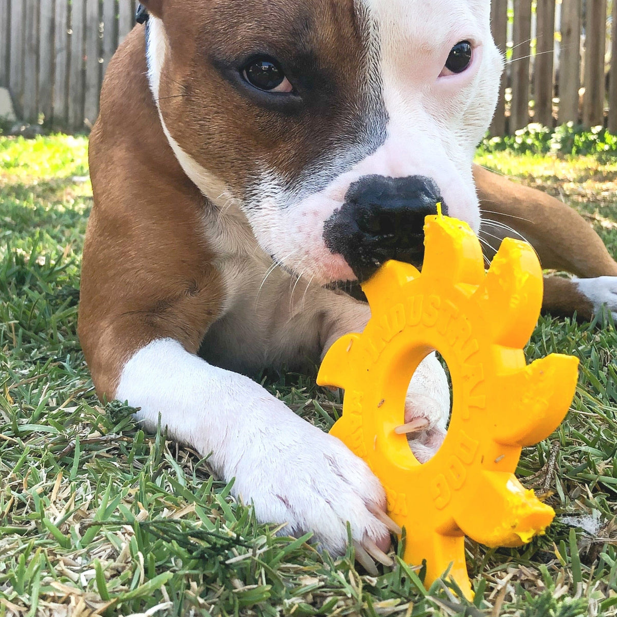 Nylon Circular Saw-Dog Toy-Rover Pet Products