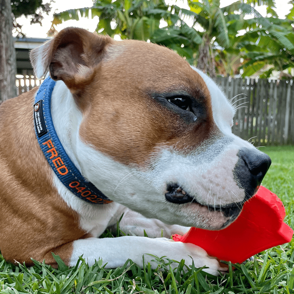 Nylon Headstone-Dog Toy-Rover Pet Products
