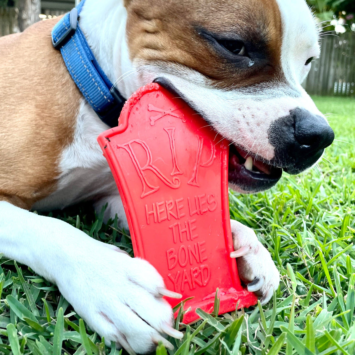 Nylon Headstone-Dog Toy-Rover Pet Products