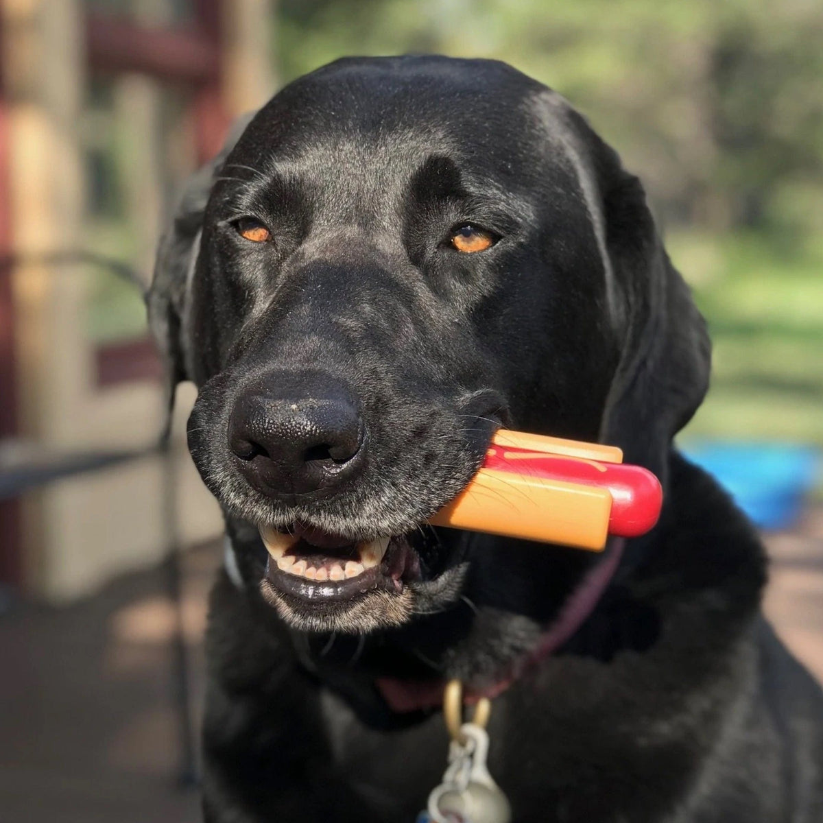 Nylon Hot Dog-Dog Toy-Rover Pet Products