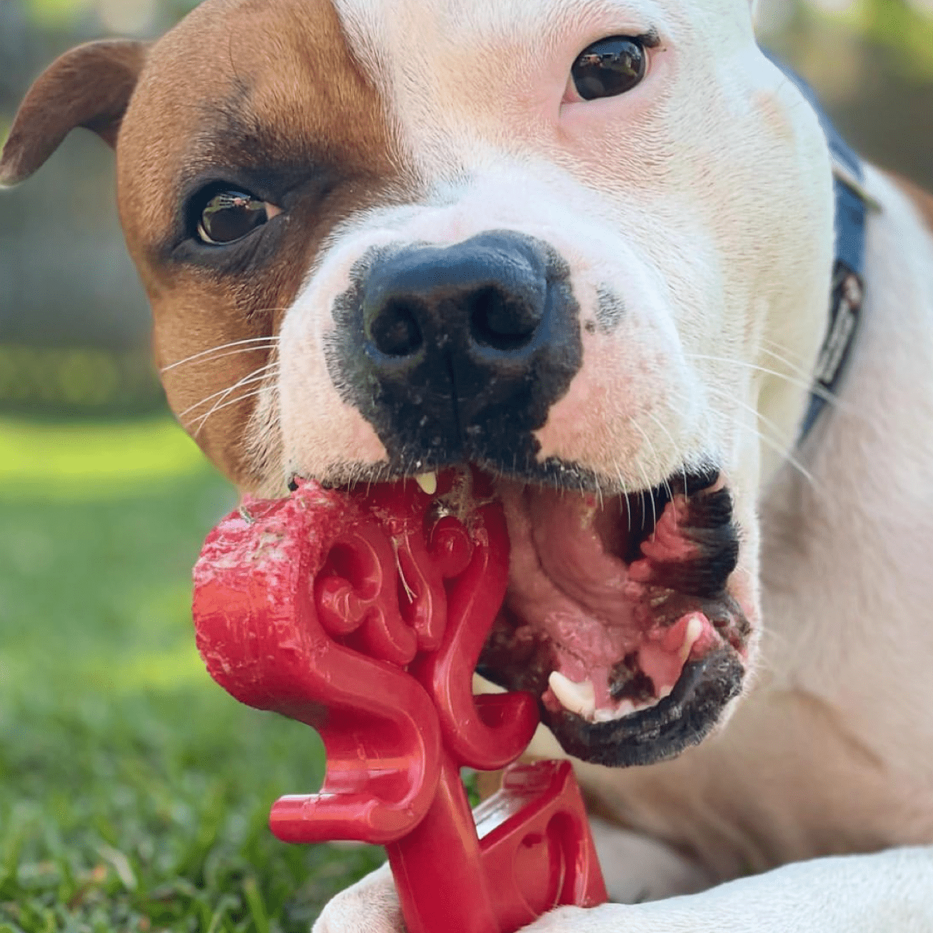 Nylon Key To My Heart-Dog Toy-Rover Pet Products