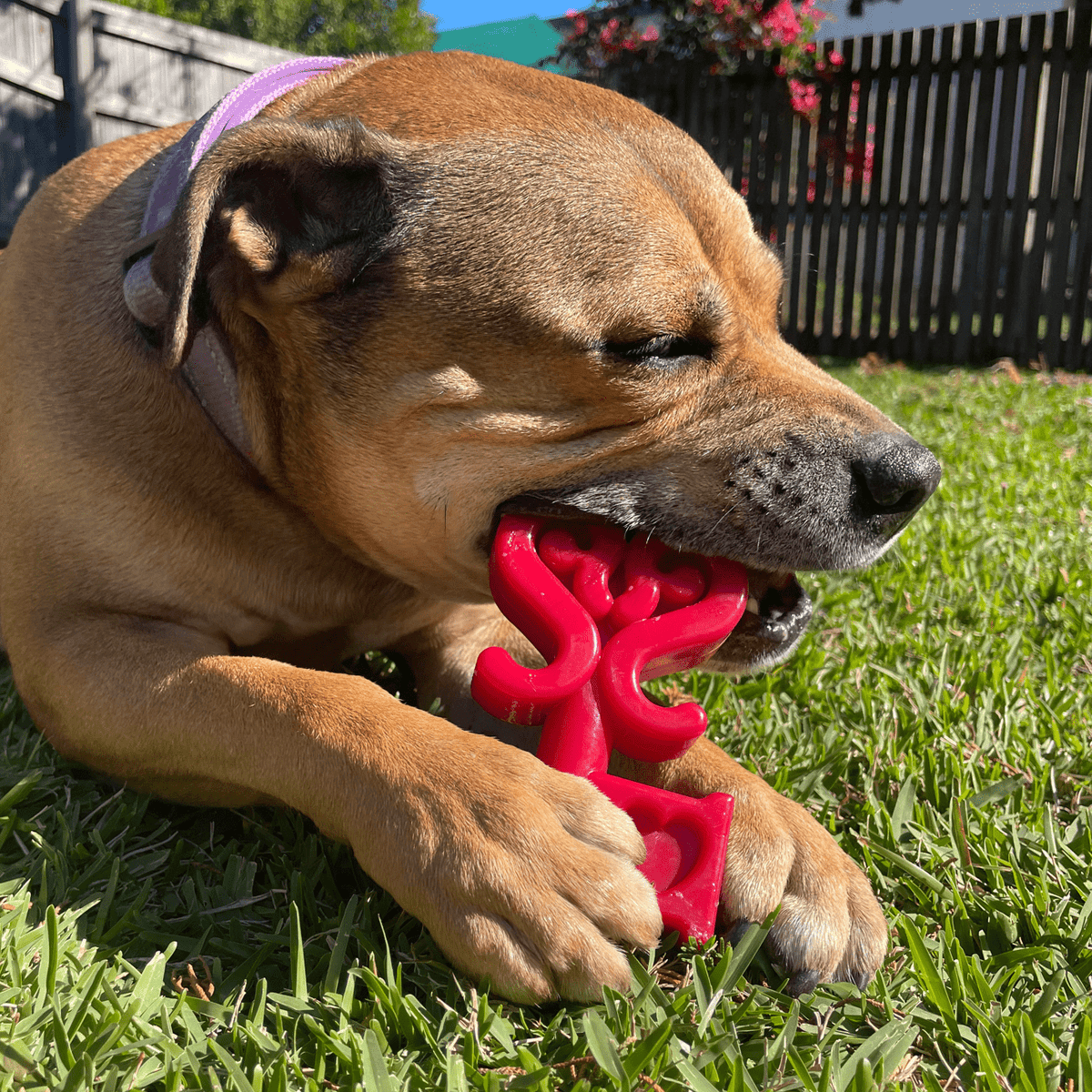 Nylon Key To My Heart-Dog Toy-Rover Pet Products