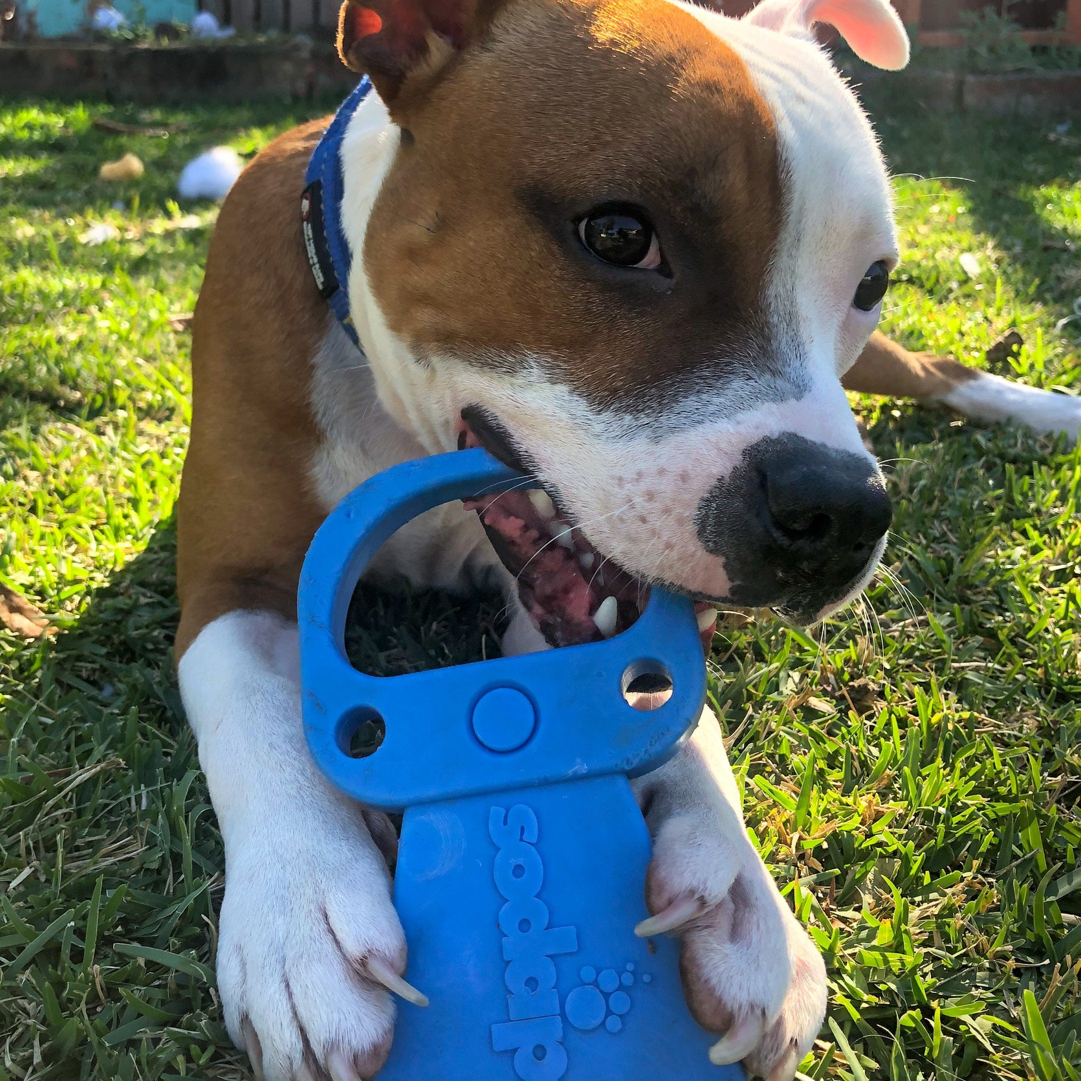 Nylon Pull Tab-Dog Toy-Rover Pet Products