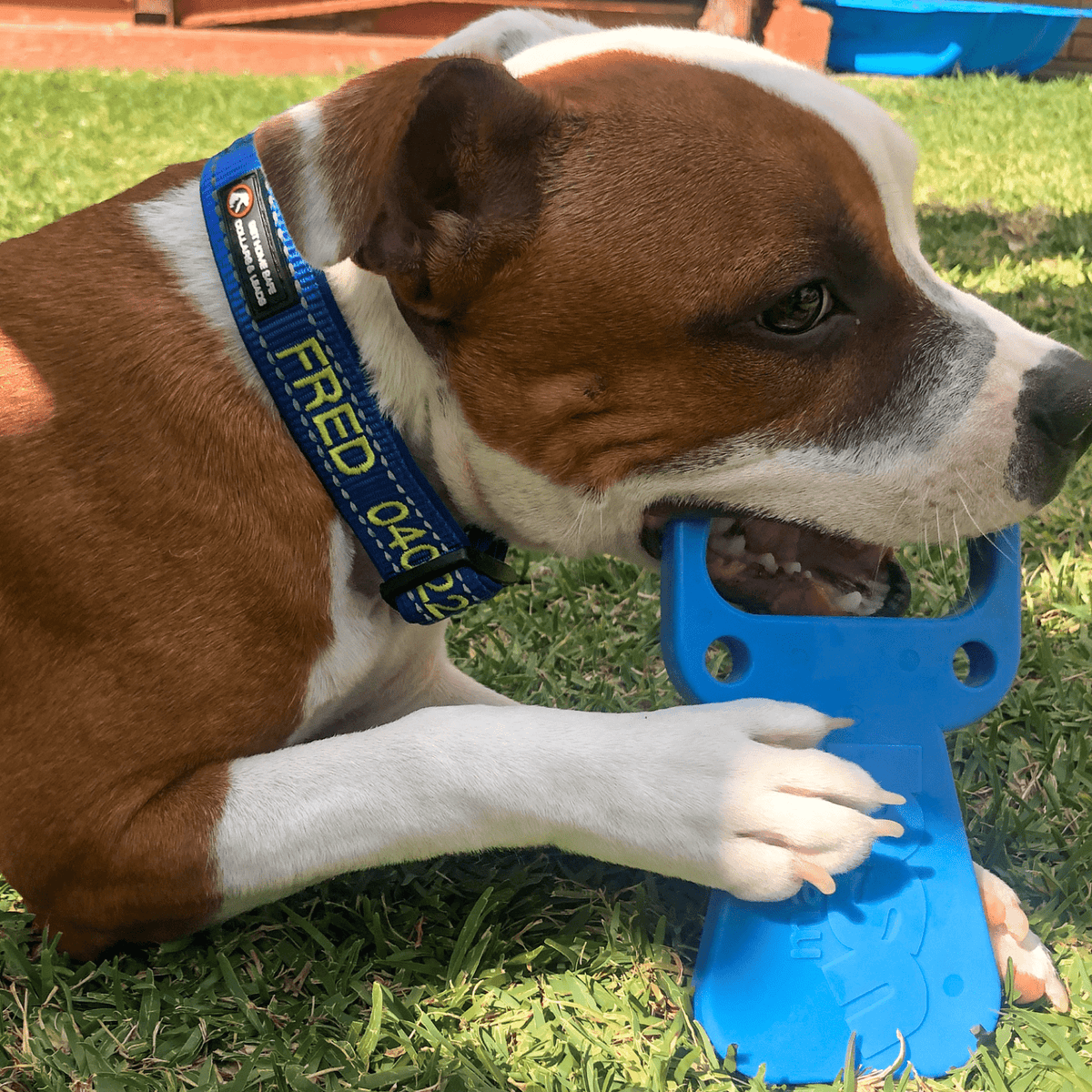 Nylon Pull Tab-Dog Toy-Rover Pet Products