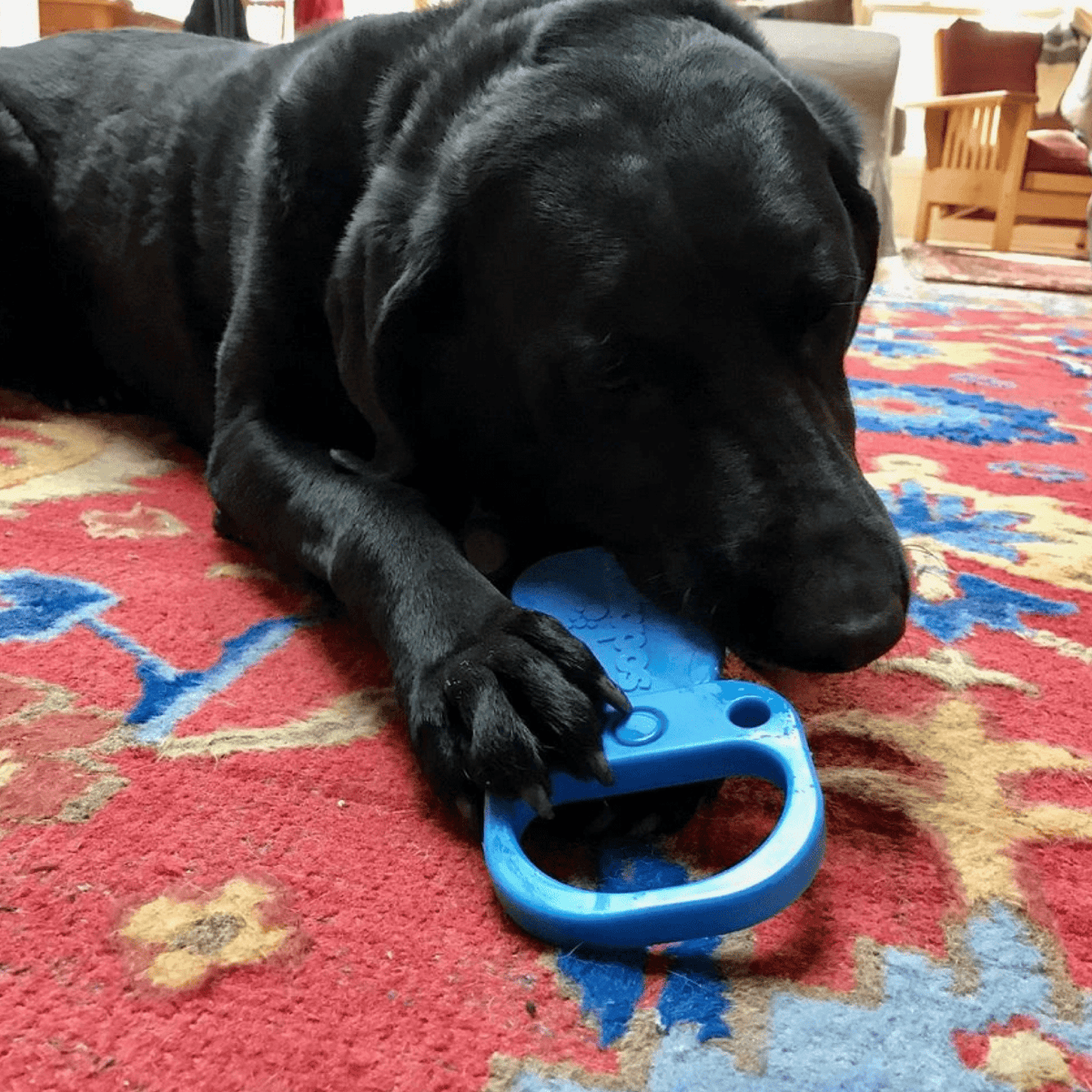 Nylon Pull Tab-Dog Toy-Rover Pet Products