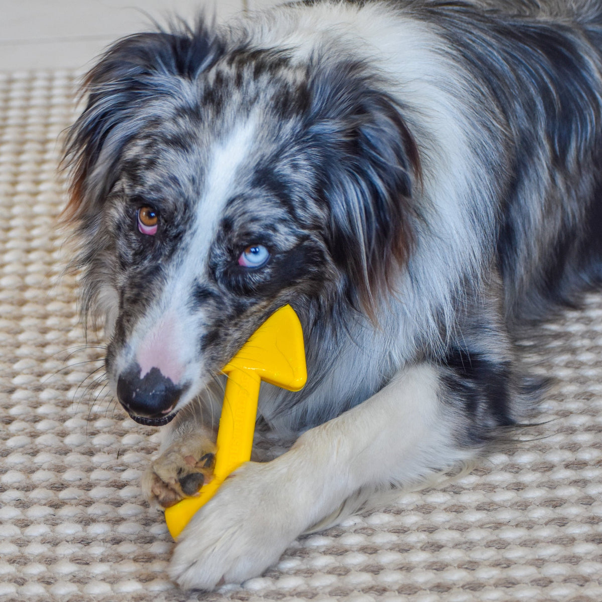 Nylon Shovel-Dog Toy-Rover Pet Products