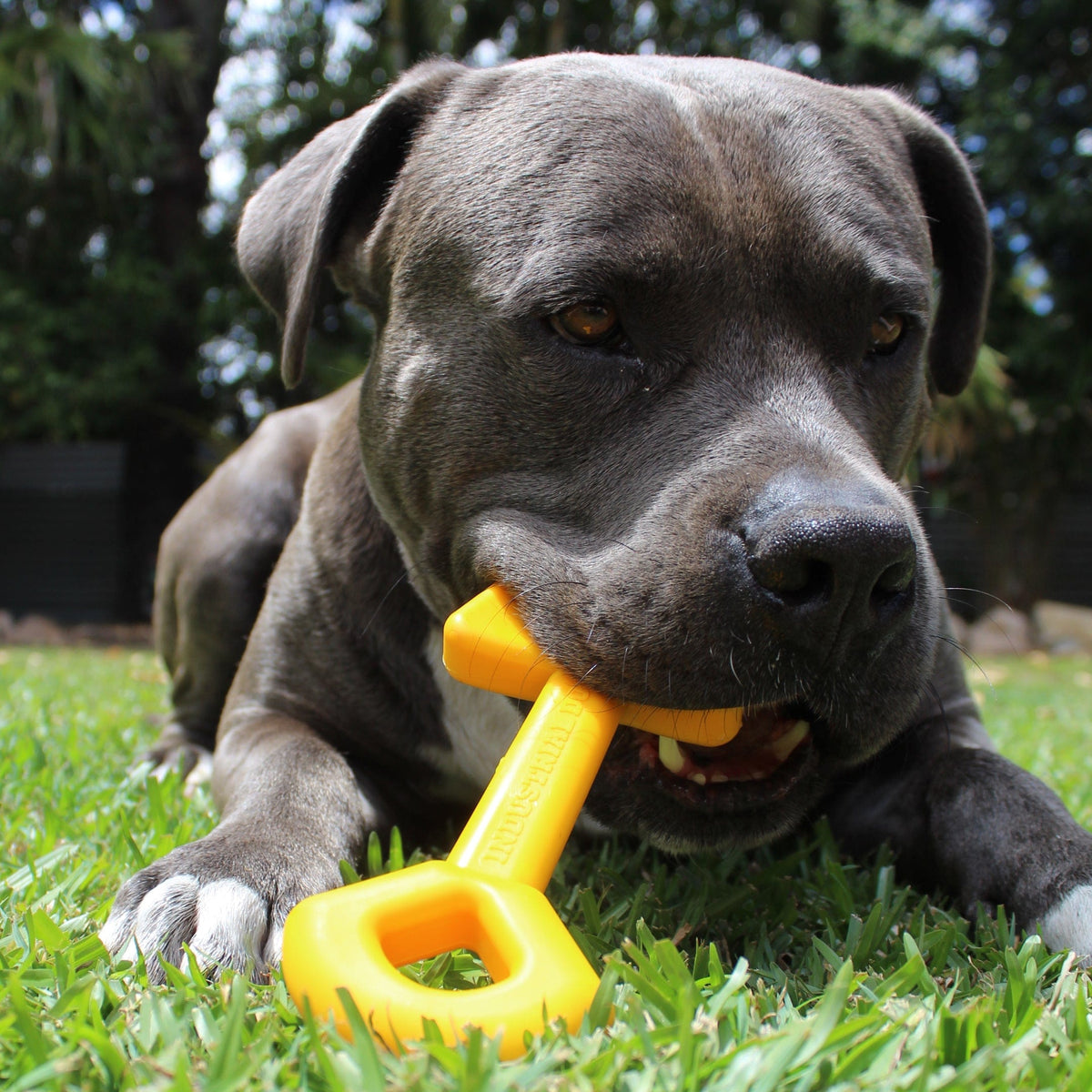 Nylon Shovel-Dog Toy-Rover Pet Products