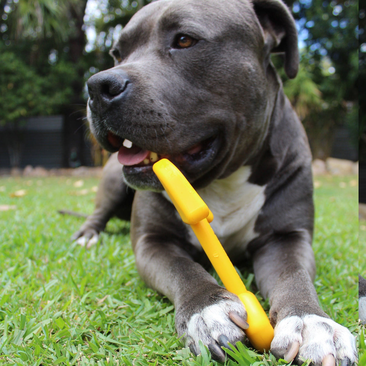 Nylon Shovel-Dog Toy-Rover Pet Products