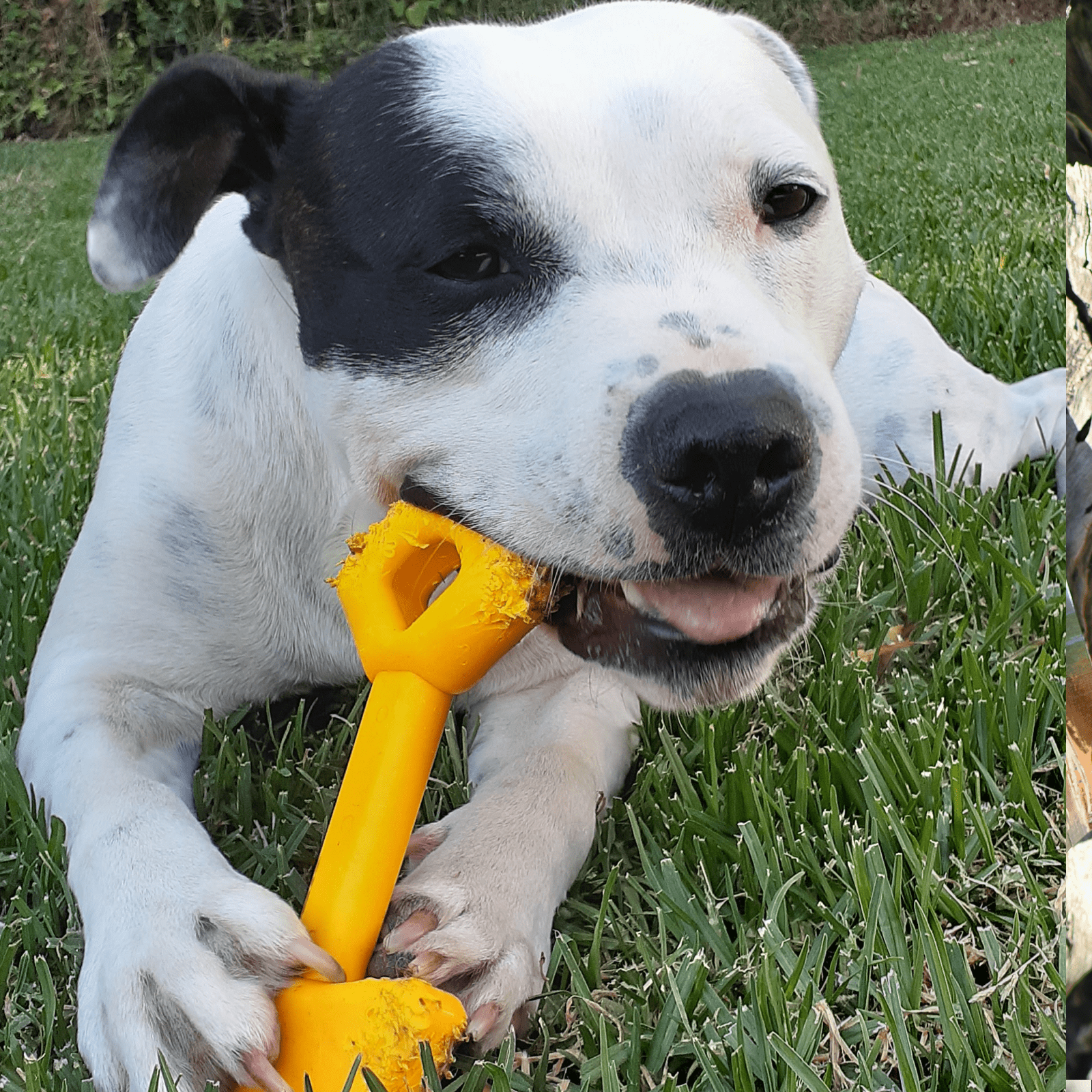 Nylon Shovel-Dog Toy-Rover Pet Products
