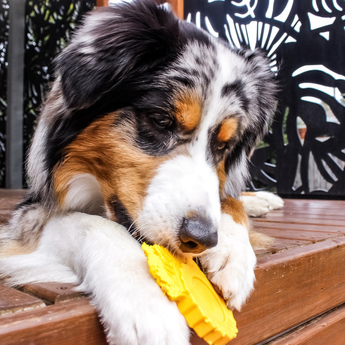 Nylon Tractor-Dog Toy-Rover Pet Products