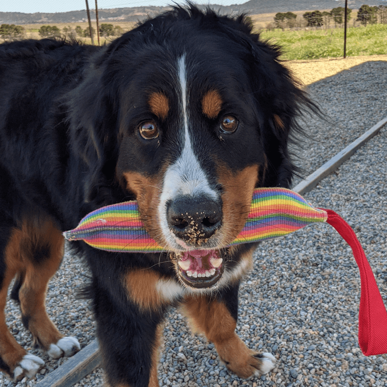 Rainbow Firehose-Unclassified-Rover Pet Products