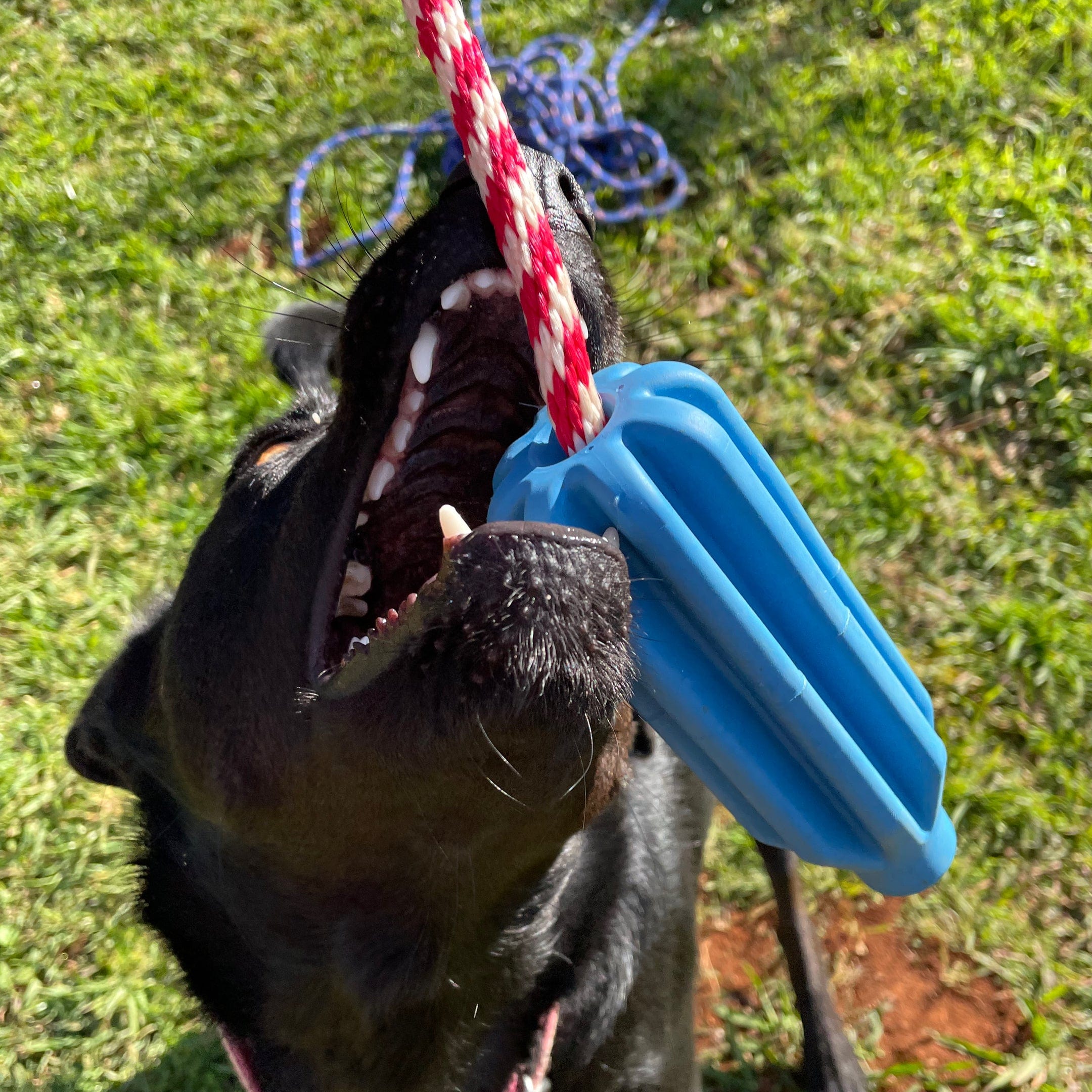 Rocket Pop Dental and Retrieving Toy-Dog Toy-Rover Pet Products